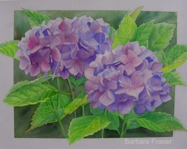 &quot;Hydrangeas&quot; Watercolour